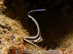 baby spot drum at v.j.levels dive site in parguera wall,,... by Victor J. Lasanta 